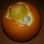 Pomeranč čeká miminko