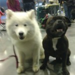 Kamoška & Staffy