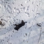 Pohled na Staffyho ze stromu