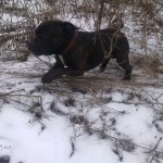 Staffy má radost