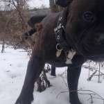 Staffy zvedá nožičku :)
