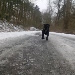 Utíkej Staffy honem!
