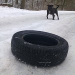 Ten pes nemá rád pneumatiky