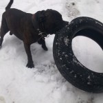 Trhej Staffy!