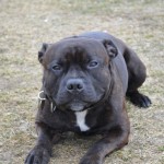Staffy pózuje