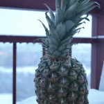 Zimní ananas