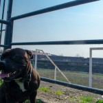 Stadion za Lužánkami, Brno