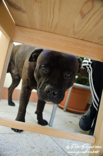Staffy pes pod židlí