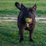 Šťastný to pes, Staffy