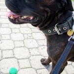Staffy s keškou