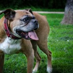 Boxerka