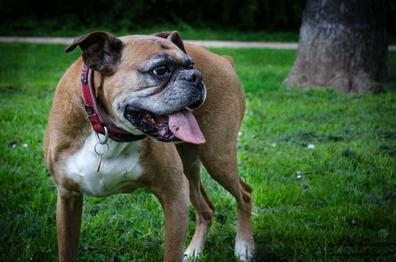 Mazlivá boxerka