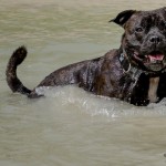 Staffy ve vodě