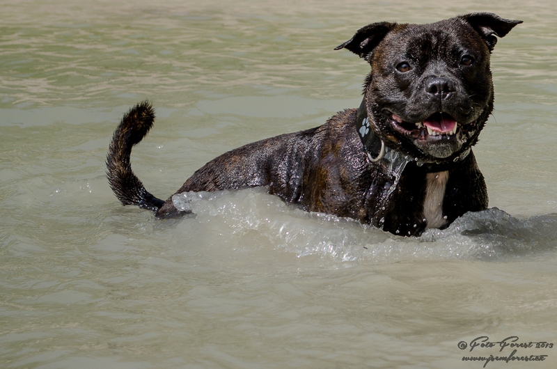 Staffy ve vodě