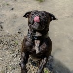 Staffy vyplazuje jazyčisko