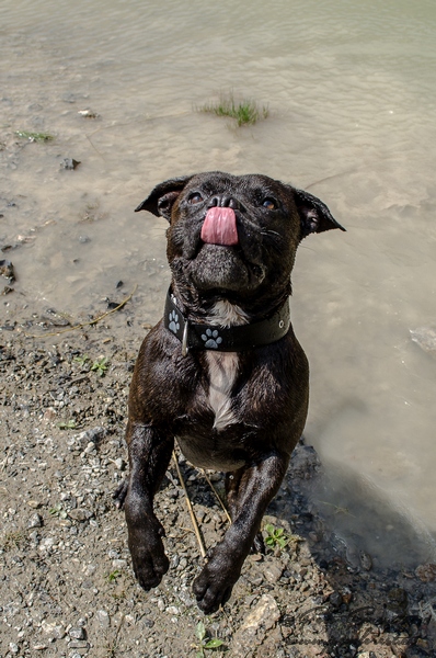 Staffy vyplazuje jazyčisko