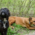 Staffy a nová kamarádka