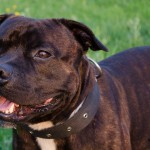 Staffy při západu slunce