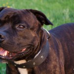 Staffy pózuje