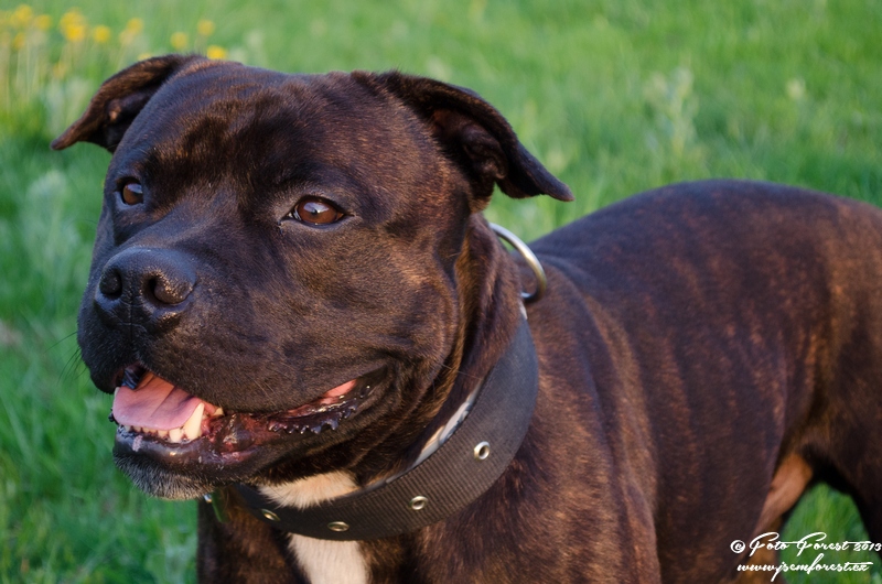 Staffy pózuje
