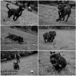 Staffordshire bull terrier