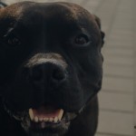 Staffy na náměstí