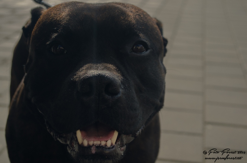 Staffy na náměstí