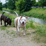 Staffy s kamarádkou