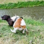 Staffy s kamarádkou