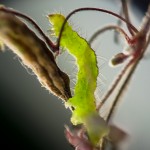 Housenka makro