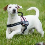 Jack Russel Terrier Jessie