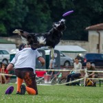 Brněnské psí dny 2013