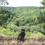 Staffy na Velkopolské vyhlídce