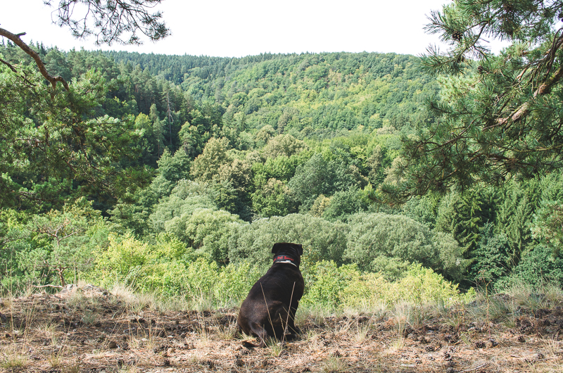 Staffy na Velkopolské vyhlídce