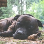 Staffy spinká u krmelce