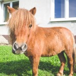 Ponny