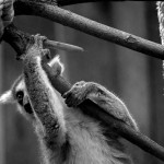 Lemur v ZOO Brno