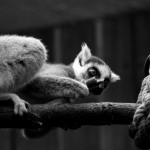 Lemur v ZOO Brno