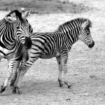 Zebry v ZOO Brno