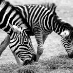 Zebry v ZOO Brno