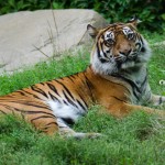 Tigr v ZOO Brno