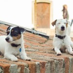 Jack Russel Terrier