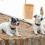 Jack Russel Terrier