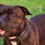 Staffy