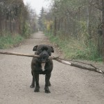 Staffy s klackem