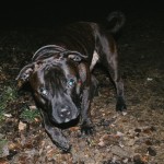 Staffy je příšera