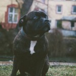 Staffy pózuje