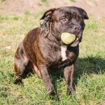 Staffy