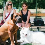 Tosa inu a Samojed