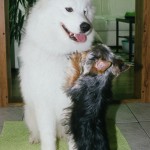 Samojed Márynka